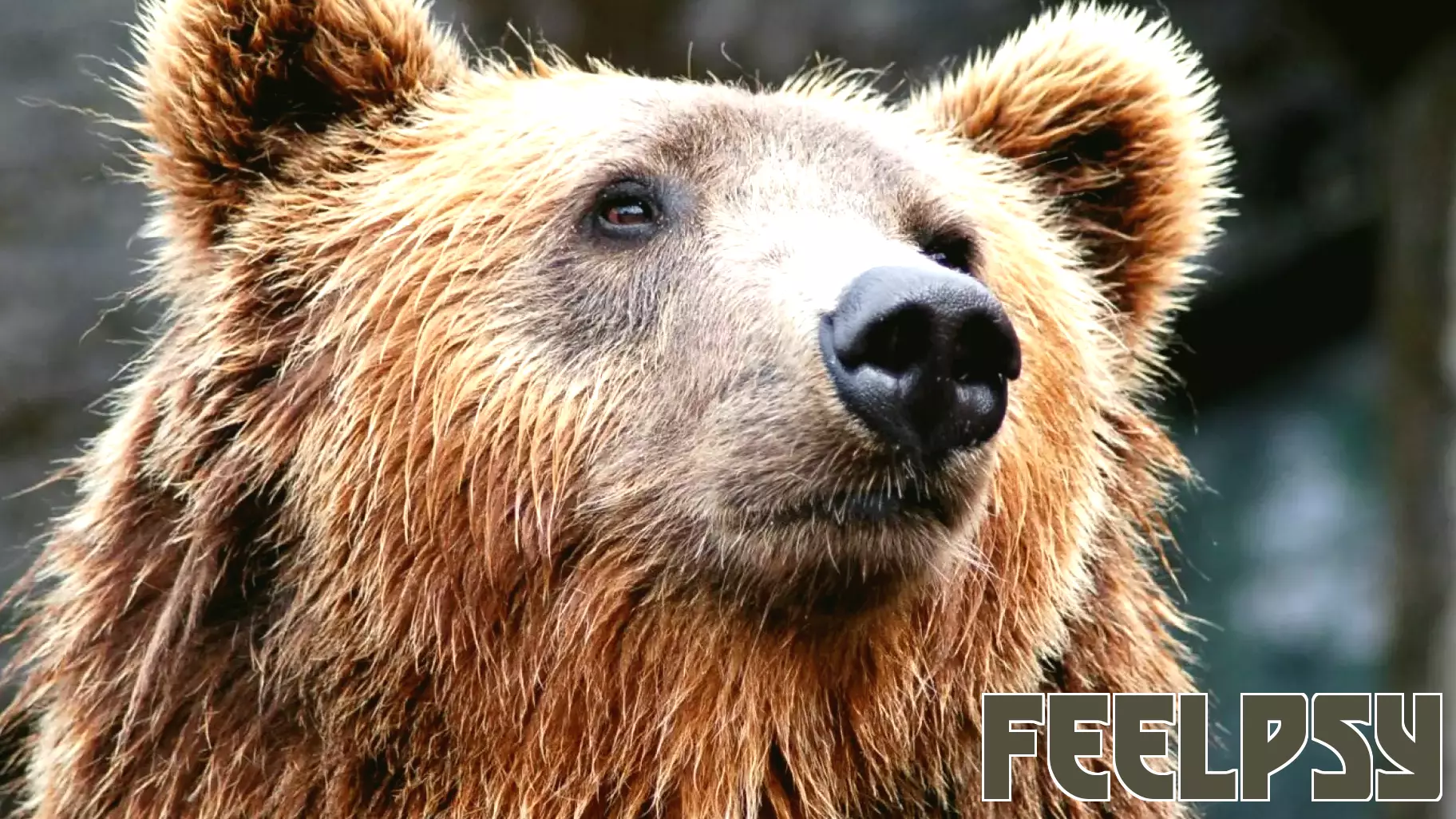A Year Later: Evaluating the Impact of the Man vs. Bear Debate on Views of Male Violence