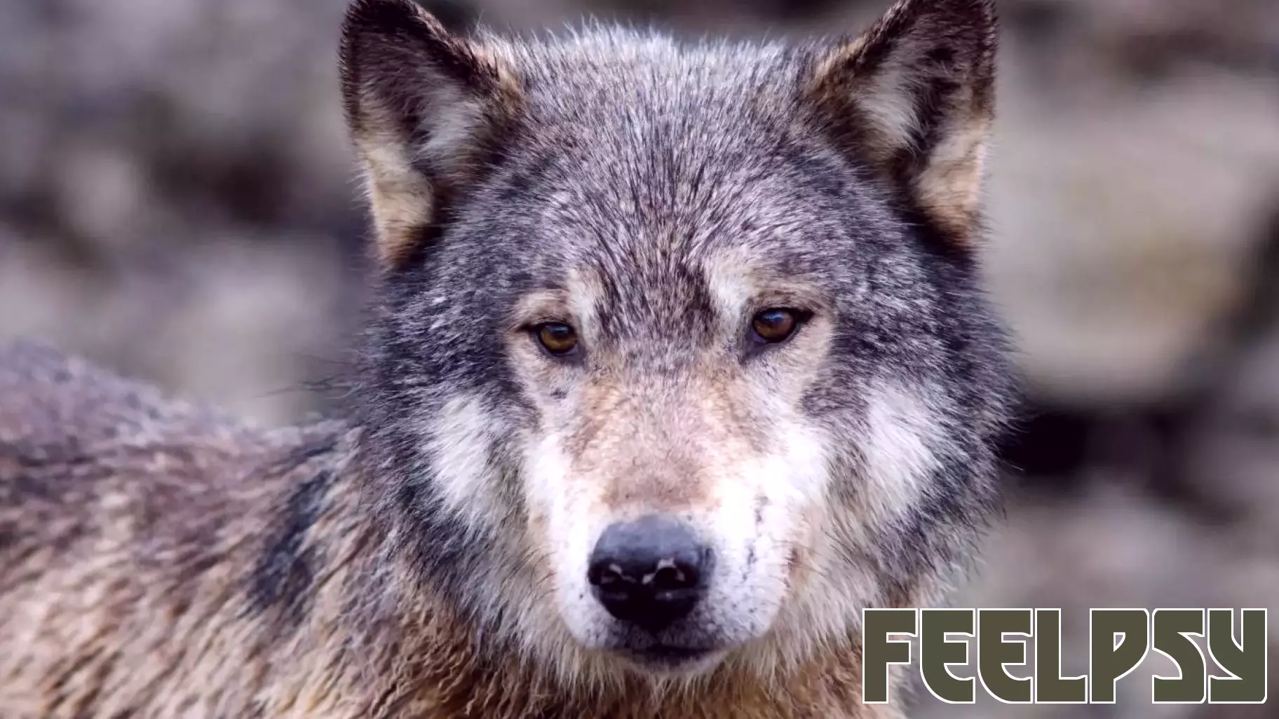 Innovative Tool Use by Wolves: A Surprising Discovery