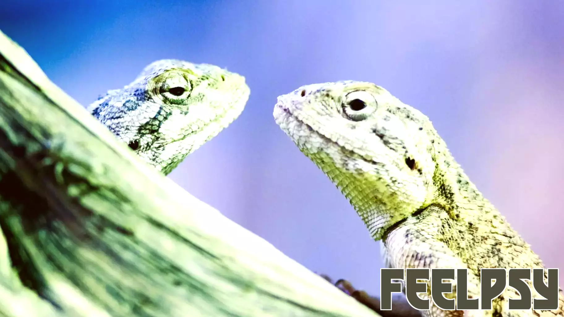 Lizard Brains and Hidden Knowledge