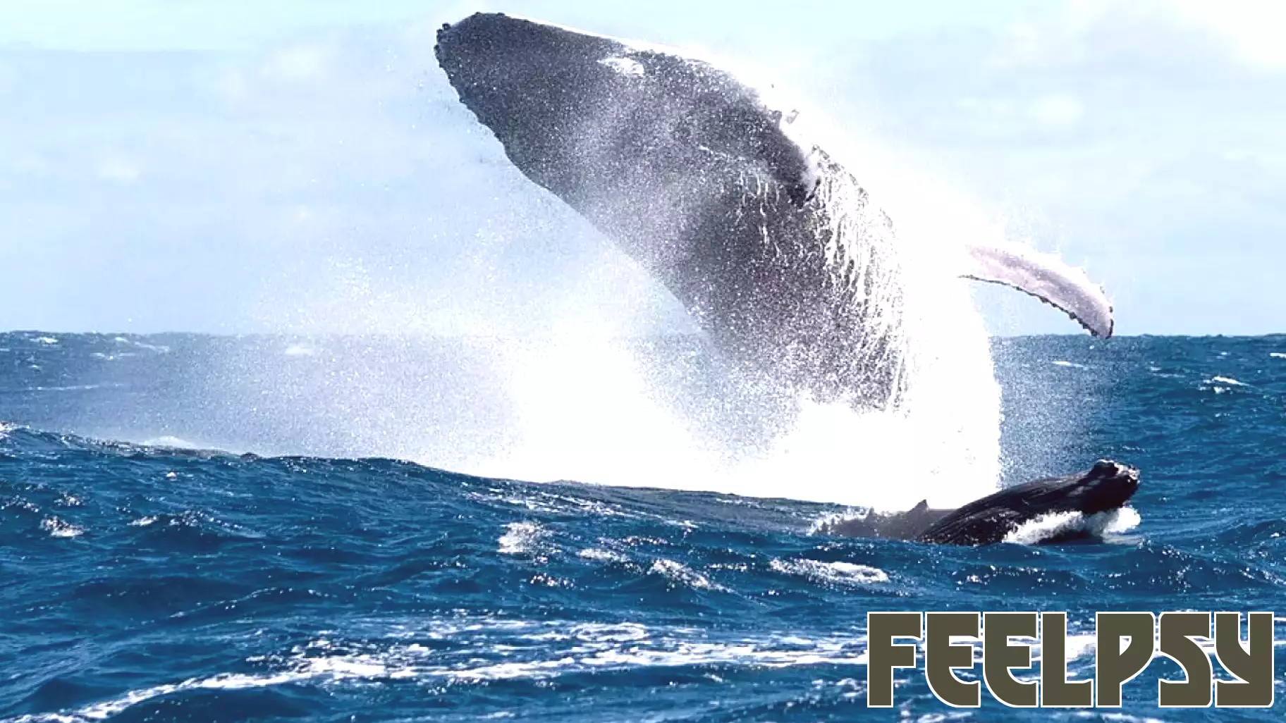 The Enigmatic Existence of Marine Mammals