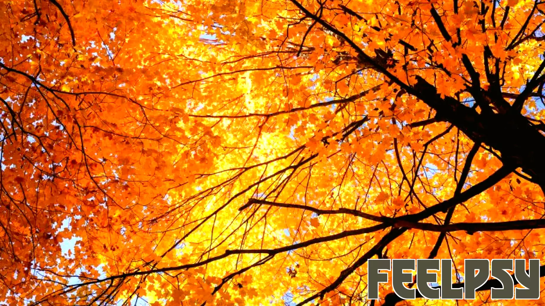 The Surprising Connection Between Autumn and Increased Dopamine Levels