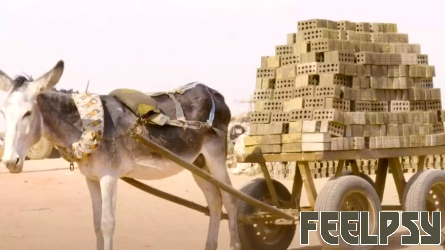 Understanding Animal Trauma: Lessons from Donkeys
