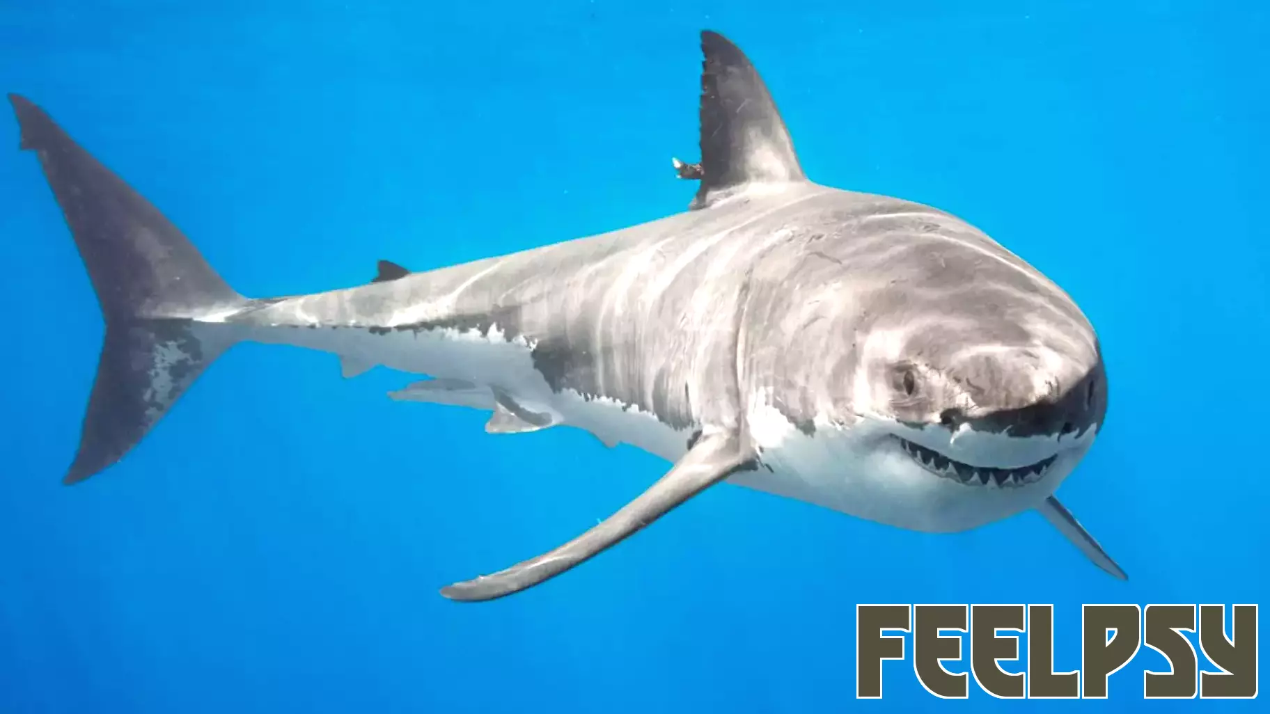 Understanding Sharks: Debunking Myths and Embracing Facts