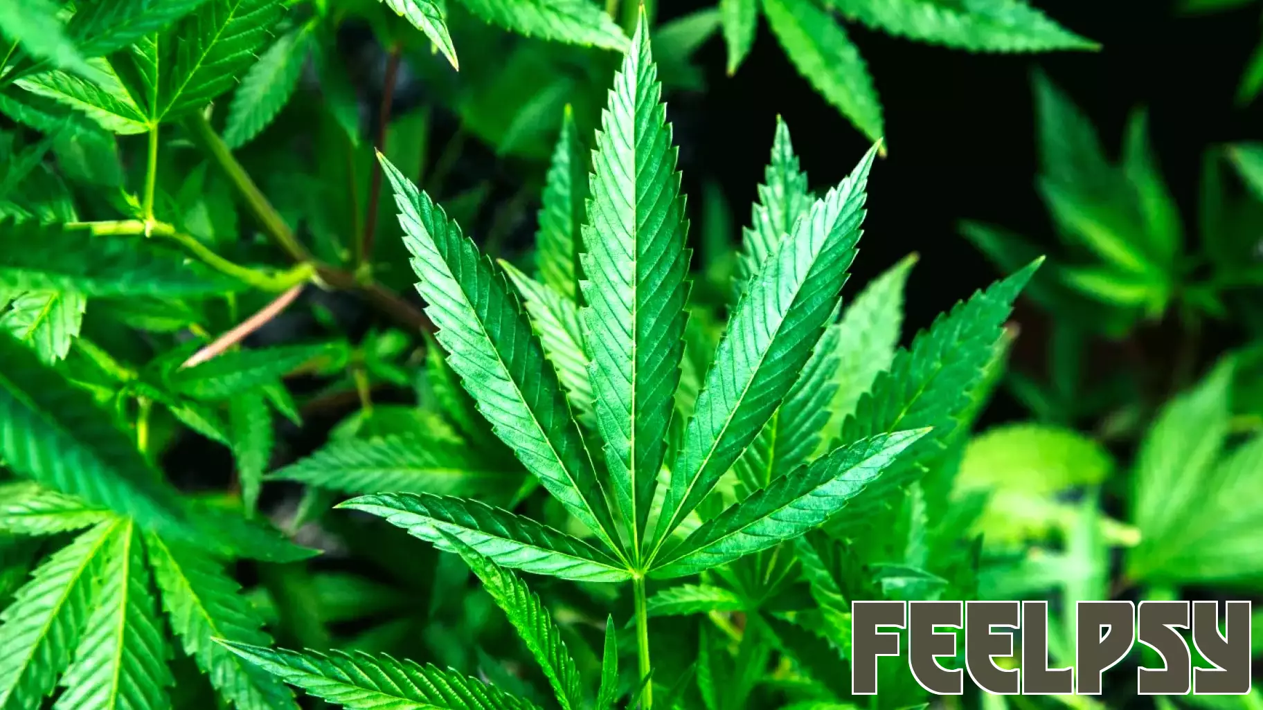 When Legalization Meets Reality