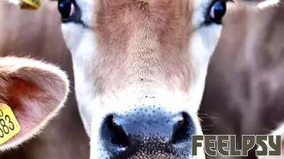 Cows Are Not Placid, Dull, or Stupid