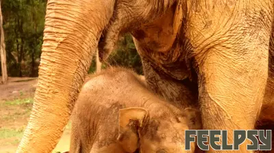 Elephant-Human Conflicts: Enabling Practical Coexistence