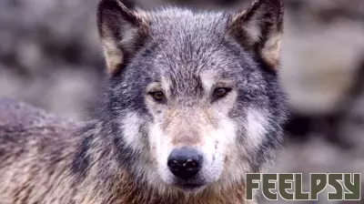 Innovative Tool Use by Wolves: A Surprising Discovery