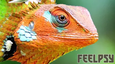 McGill Refutes Pop-Psych Claim that Humans Have a “Lizard Brain”