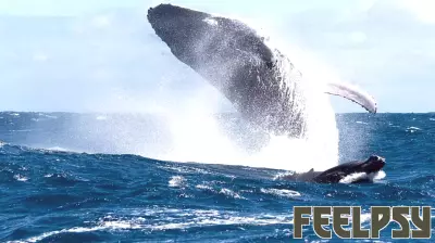 The Enigmatic Existence of Marine Mammals