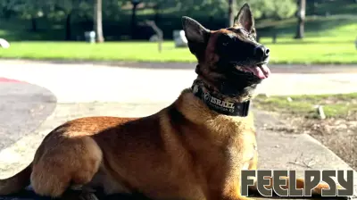 The Growing Demand for Protection Dogs Amid Rising Violence