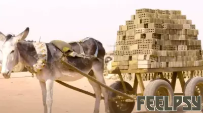 Understanding Animal Trauma: Lessons from Donkeys