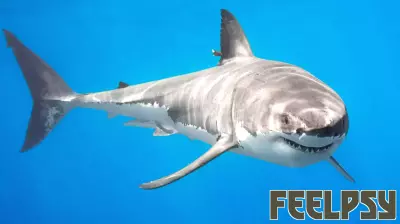 Understanding Sharks: Debunking Myths and Embracing Facts